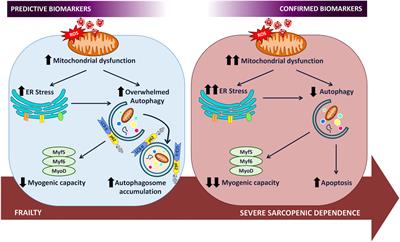 The Interactome in the Evolution From Frailty to Sarcopenic Dependence